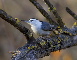 White Breasted Nuthatch