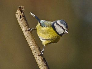 Blue Tit