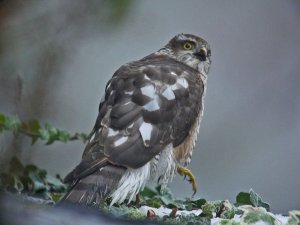 Sparrowhawk