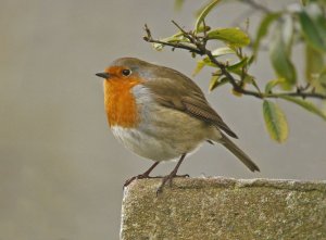 Robin