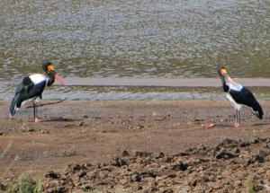 On their knees - Saddle-billed Storks take a rest