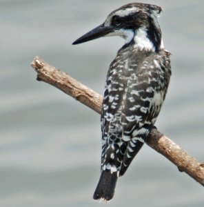 Pied Kingfisher