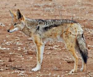 Black backed Jackal