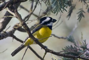 Eastern Shrike-tit