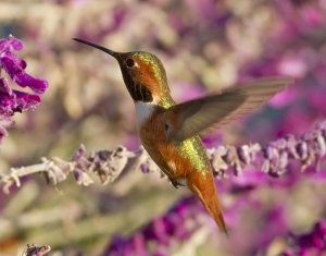 Allen's Hummingbird (M) 957