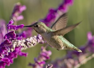 Allen's Hummingbird (F) 943