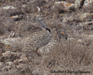 Houbara Bustard