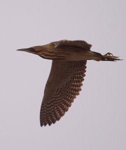 Flying Bittern