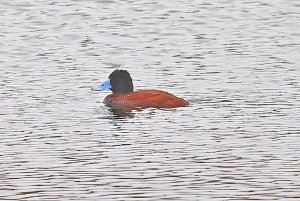 Andean Duck (male)