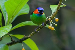 Red Necked Tanager.