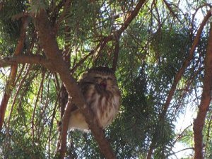 Northern Saw whet Owl
