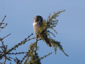 Northern hawk Owl