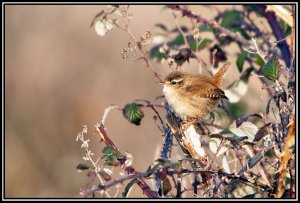 Jenny wren..