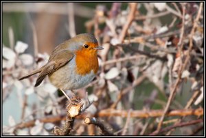 Robin, sitting in the winter sun