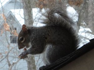 Grey Squirrel and Peanut