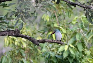 Woodland Kingfisher