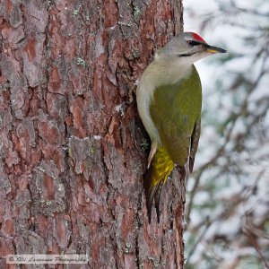 Grey-headed woodpecker