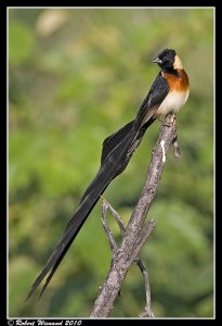 Long-tailed Paradise Whydah