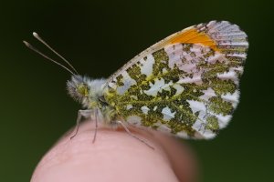 Orange-tip Butterfly