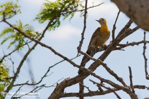 Campo Flicker