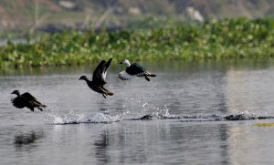 happy flyin...cotton pygmy goose