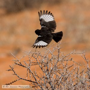 Southern Anteater-chat in flight