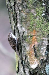 Treecreeper............photo hand held