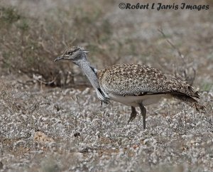 Houbara Bustard