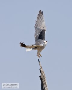 Black-winged kite