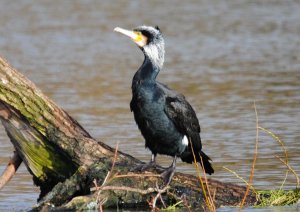 "Continental" Cormorant enjoying the sunshine