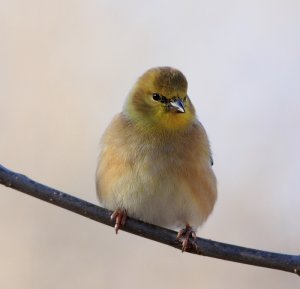 American Goldfinch