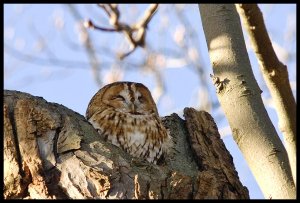 Tawny Owl