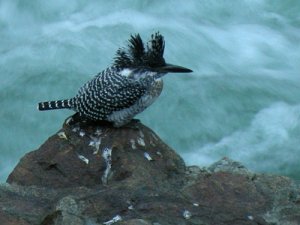 Crested Kingfisher