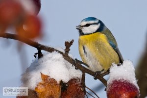 Blue tit and winter apples