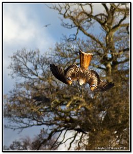 red kite at gigrin farm coming in for food