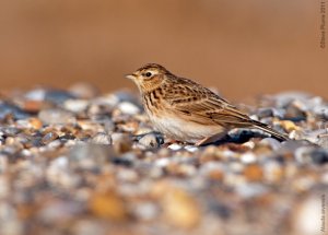 Sky Lark