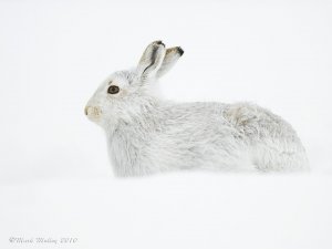 Mountain Hare ( Lepus timidus )