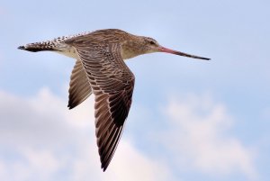 Bar-tailed Godwit in Flight