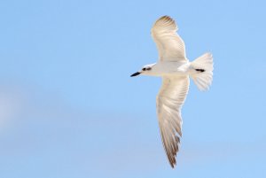 Gull-billed Tern in Flight
