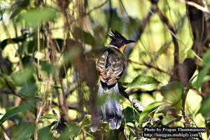 Chestnut-winged Cuckoo