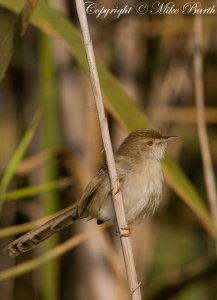 Graceful Prinia