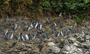 Punihuil penguin's nurseries in Chiloe Island