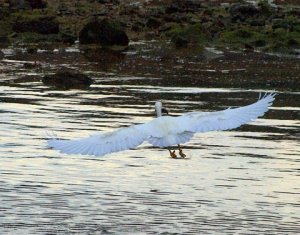 Little Egret and his dinner.