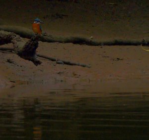 Common Kingfisher watching.