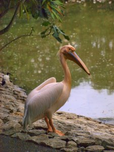 Pink Pelican in the rain