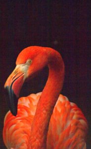 Orangy red Flamingo