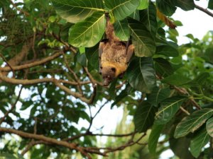 Fruit Bat