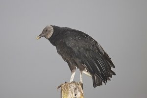 Black Vulture