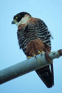 Orange-breasted Falcon