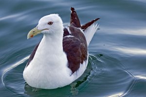 Black-backed Gull